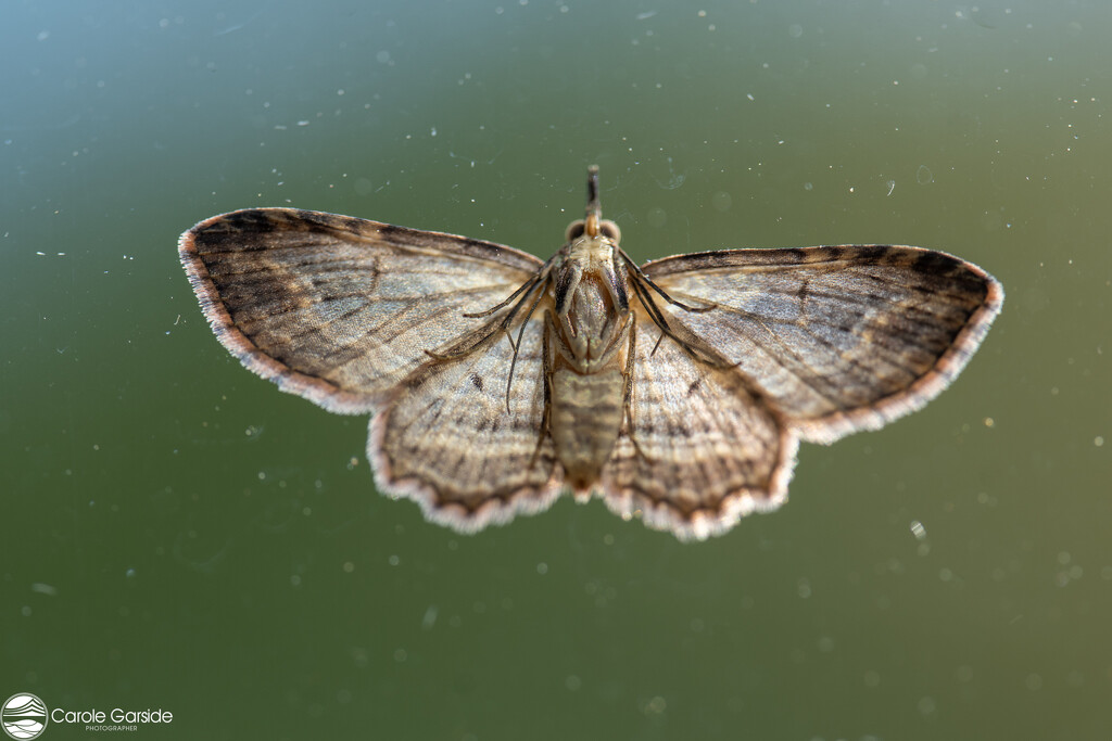 The Underside of a Moth by yorkshirekiwi