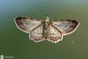 6th Dec 2023 - The Underside of a Moth