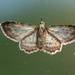 The Underside of a Moth by yorkshirekiwi