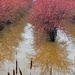 Blueberry Bushes