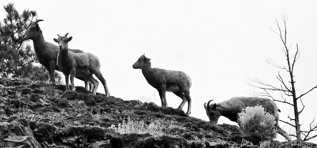 Mountain Sheep by gq