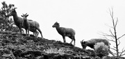 30th Nov 2023 - Mountain Sheep