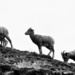 Mountain Sheep by gq