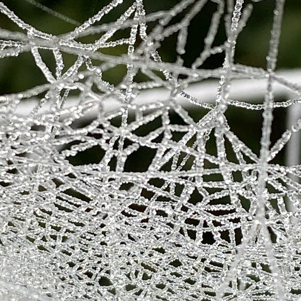 Crystal web by cam365pix