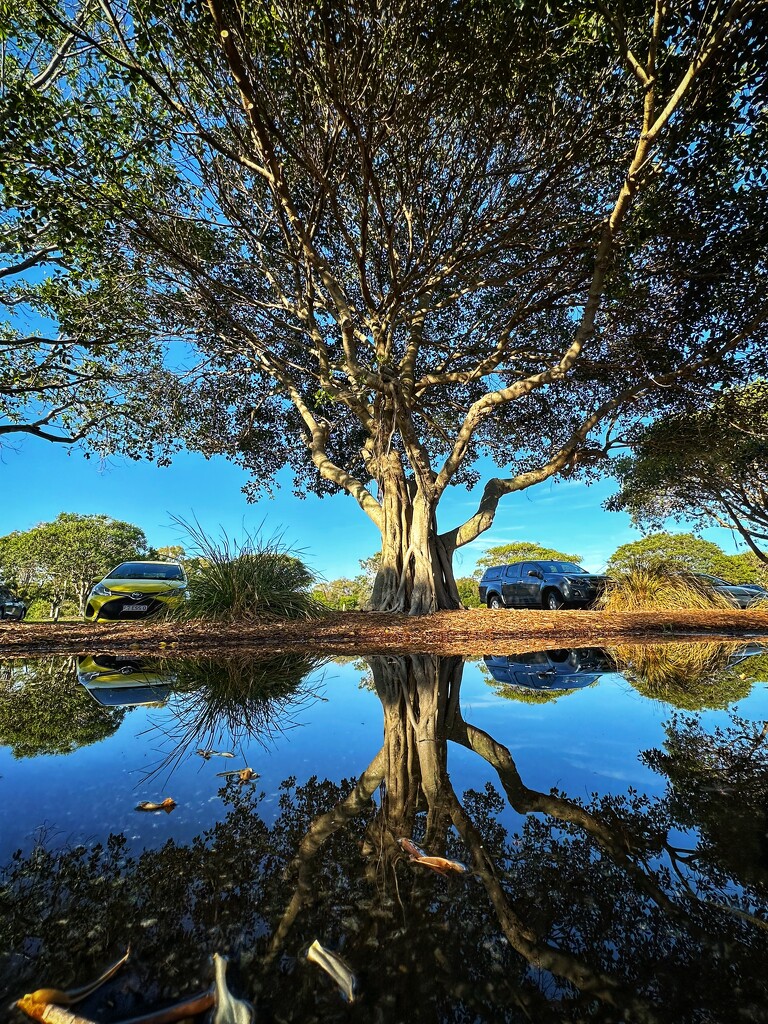 Reflections by corymbia