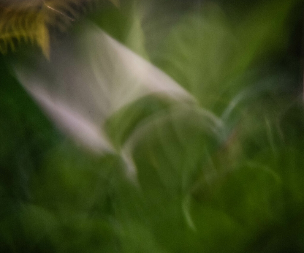 Peace Lily in Bloom-2 by darchibald