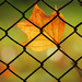 Chain Link Fence Decoration  by seattlite