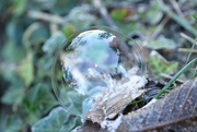 6th Dec 2023 - Bubbles and leaves.......