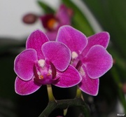 6th Dec 2023 - Mini orchid