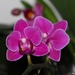 Mini orchid by monicac