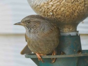 6th Dec 2023 - Hedge Sparrow
