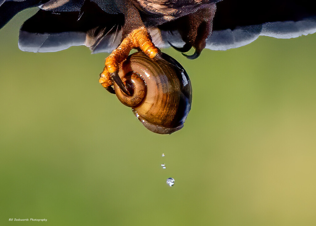 Apple snail by photographycrazy