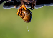 6th Dec 2023 - Apple snail