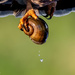 Apple snail by photographycrazy