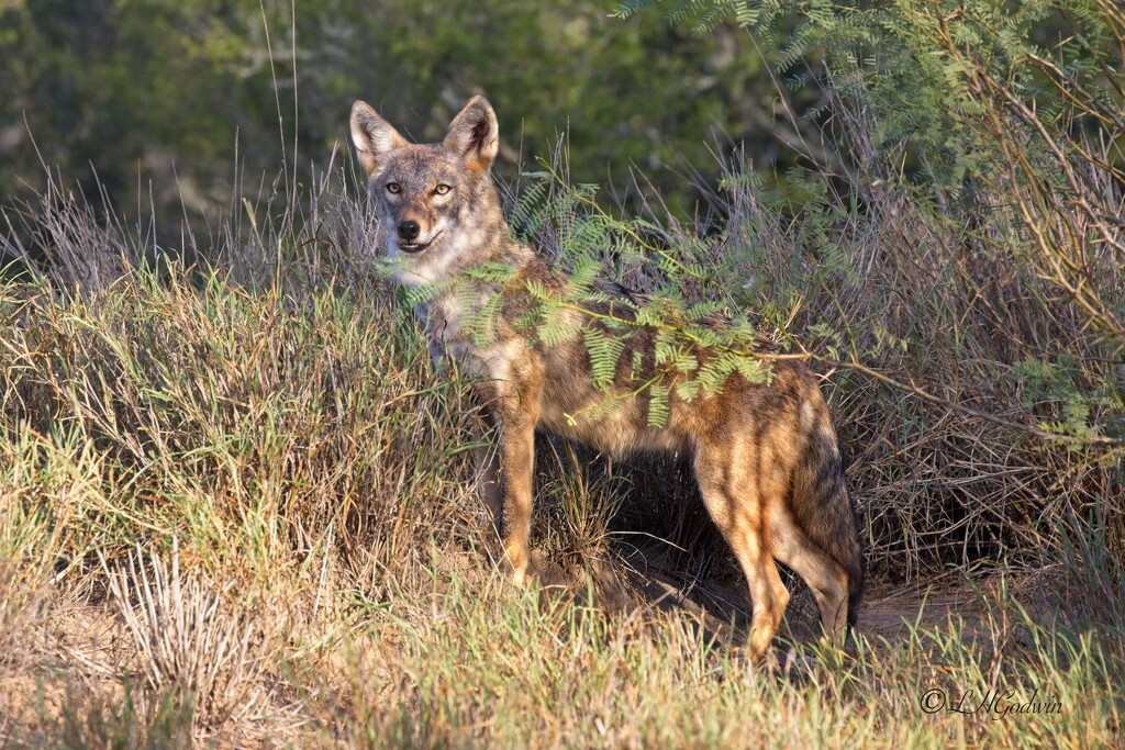 LHG_5849 Coyote in the brush by rontu