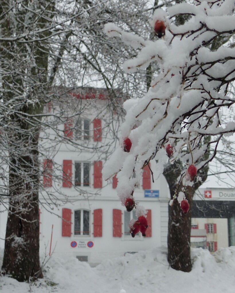 Swiss red and  white  by jokristina