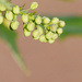 6 - Frost on Mahonia Buds by marshwader