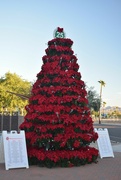 5th Dec 2023 - 12 5 Poinsettia Memory Tree