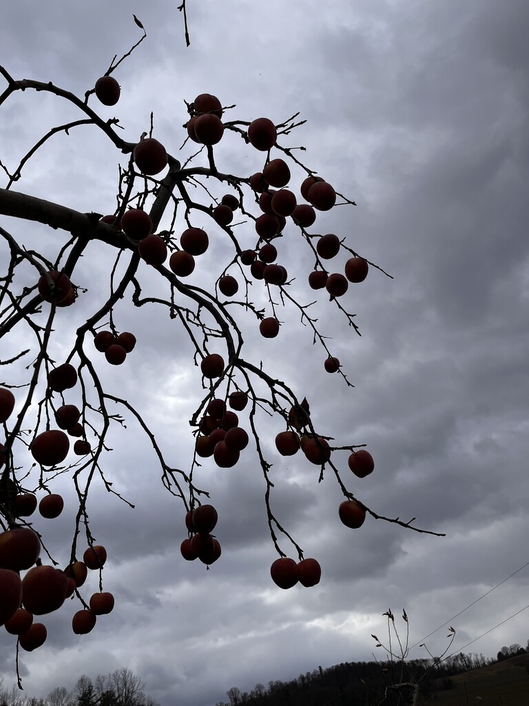 Frozen Apples by beckyk365