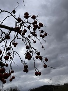 6th Dec 2023 - Frozen Apples