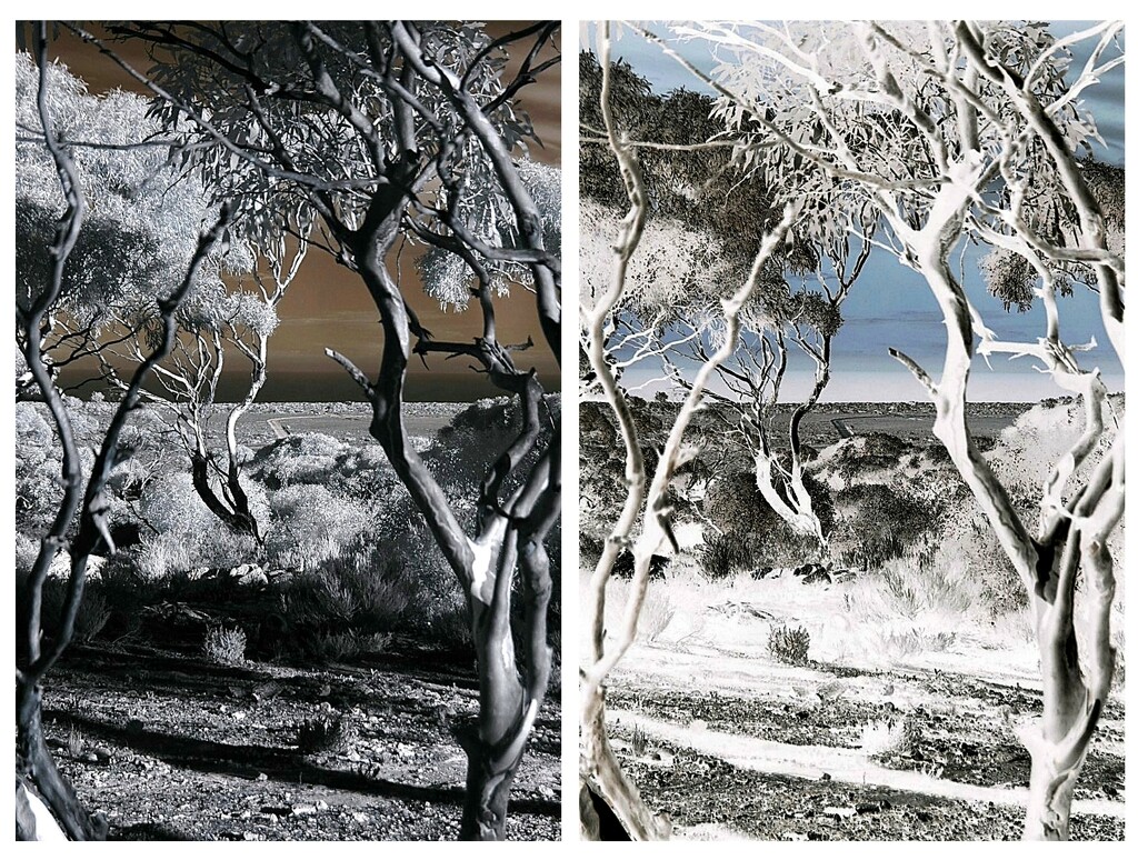 Another reason why I love IR images... by robz