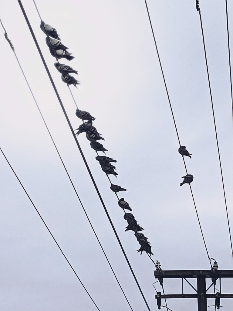 Doves on lines by sandradavies