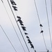 Doves on lines