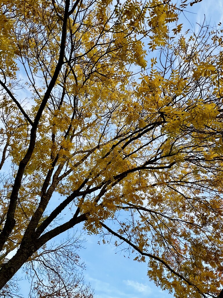 Yellow tree by shookchung