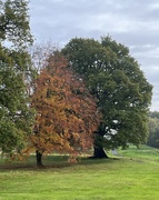 12th Nov 2023 - Autumnal on golf course...