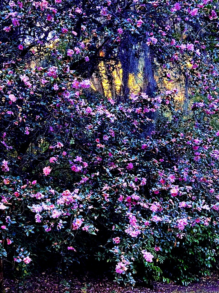 Camellias in abundance this season in Charleston by congaree