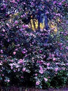 7th Dec 2023 - Camellias in abundance this season in Charleston