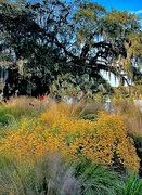 7th Dec 2023 - Autumn yellow flowers  and live oak near the Ashley River, Magnolia Gardens, 
