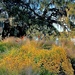 Autumn yellow flowers  and live oak near the Ashley River, Magnolia Gardens,  by congaree