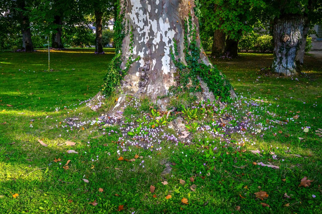 Crocus time by pusspup