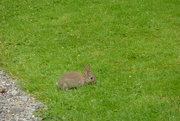 15th Jul 2010 - random rabbit