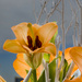 Lillies by briaan