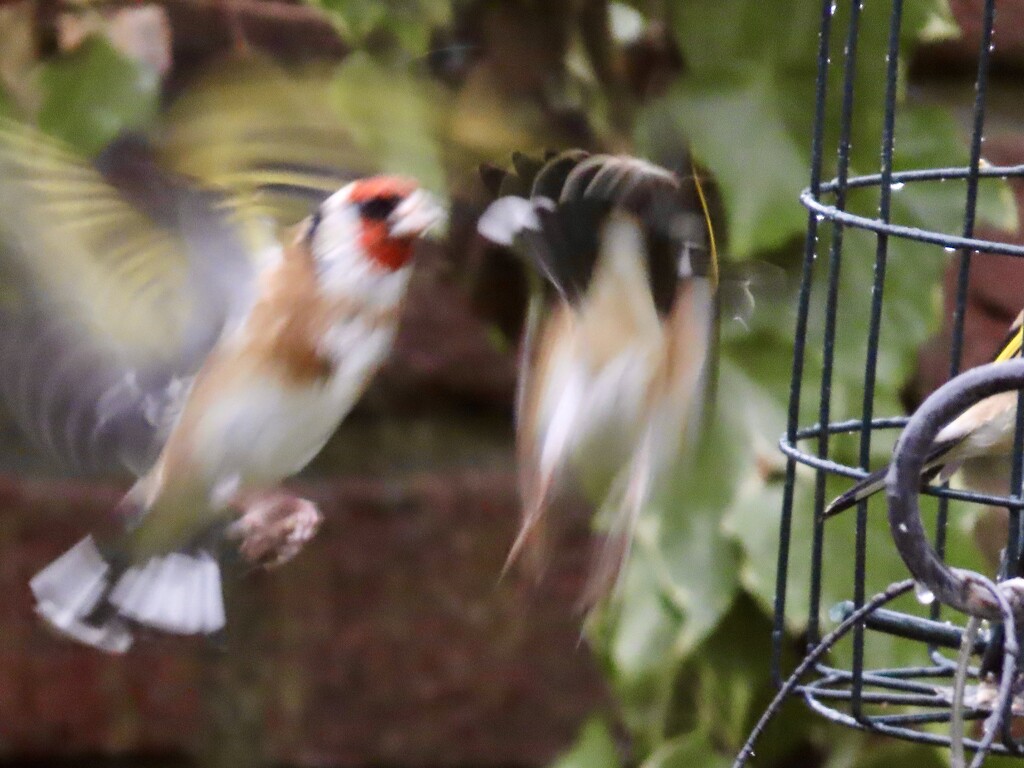 Battling goldfinches by orchid99