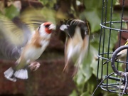 7th Dec 2023 - Battling goldfinches