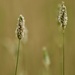 Seeding Grass PC073295 by merrelyn