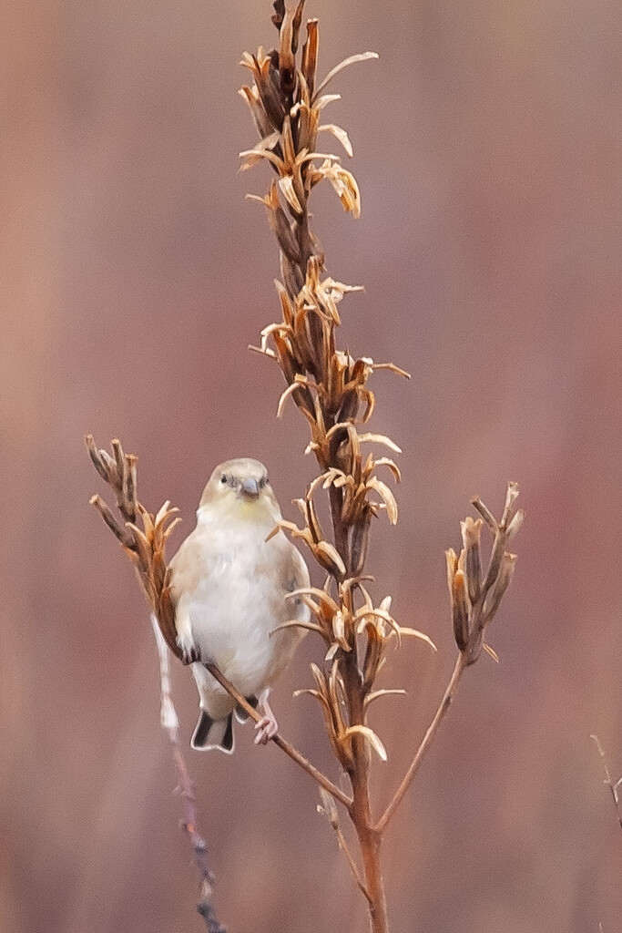 Goldfinch by bobbic