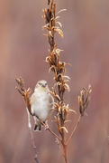 7th Dec 2023 - Goldfinch