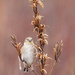 Goldfinch by bobbic