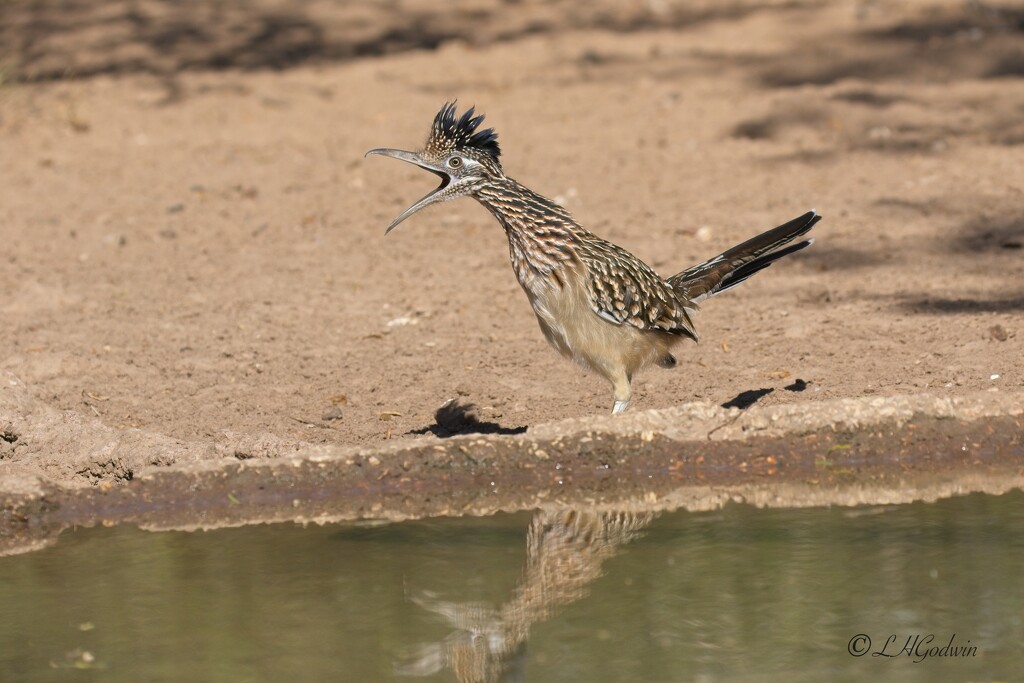 LHG_7648Road runner squack at the pond by rontu