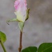 12 6 Rosebud by sandlily