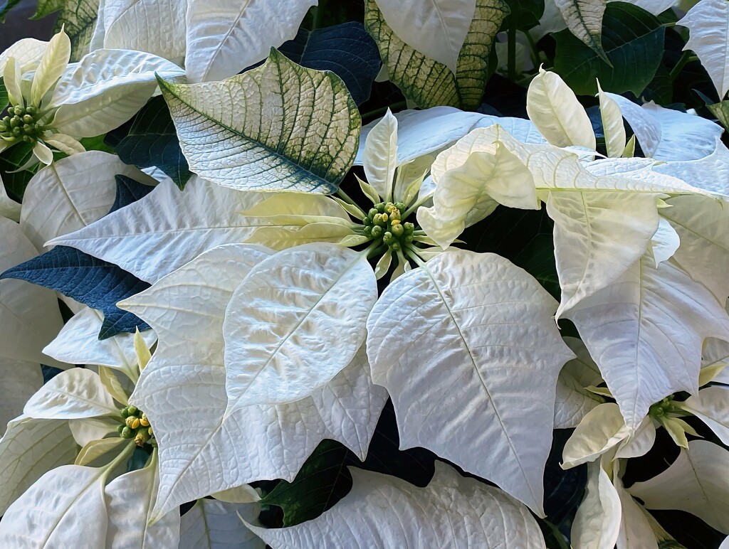 White Poinsettia by paintdipper