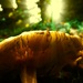 Mushroom Magic by ajisaac