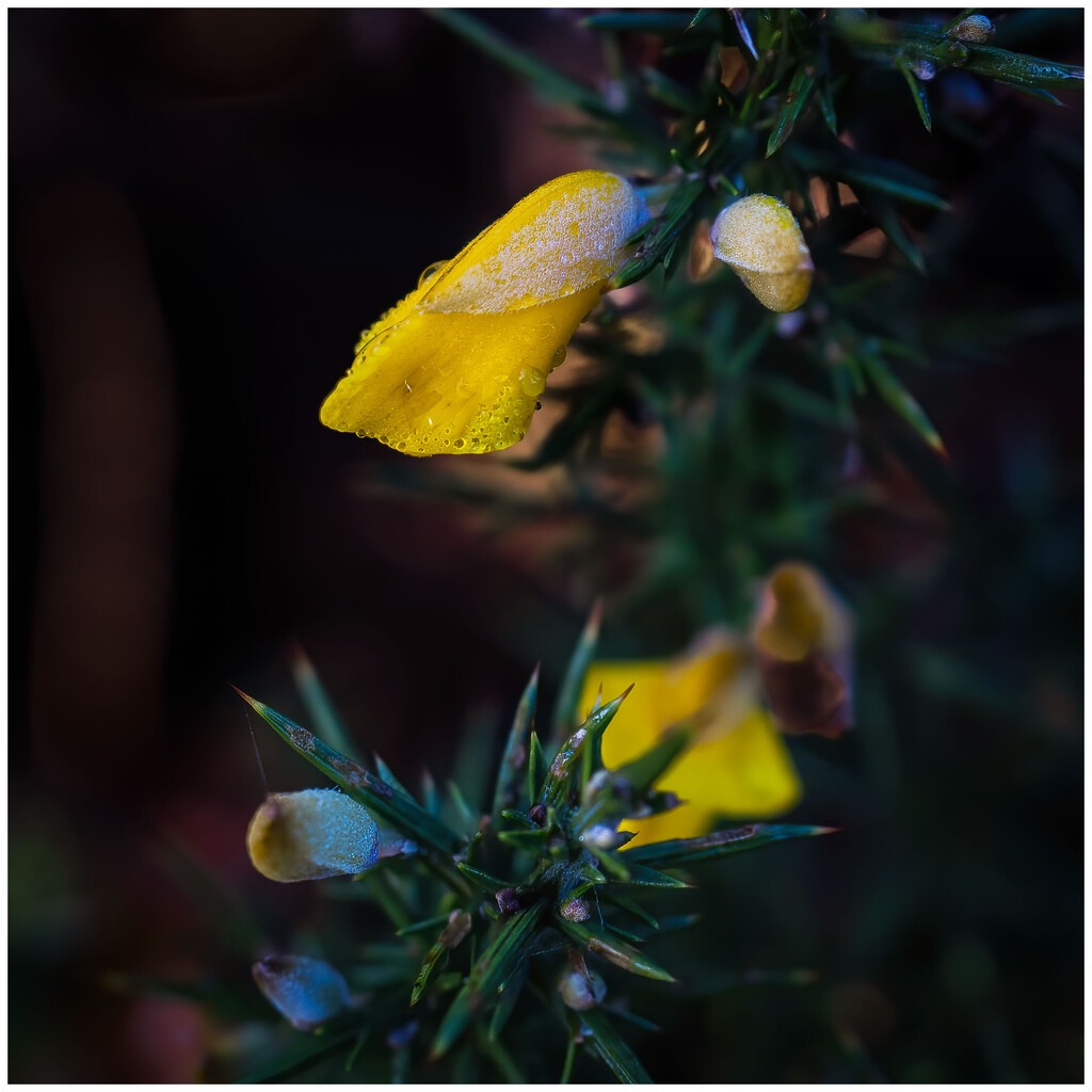 Gorse flower in the frost by clifford
