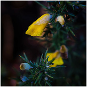 7th Dec 2023 - Gorse flower in the frost