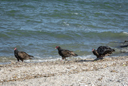 7th Dec 2023 - Turkey Vultures Looking for Fish