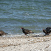 Turkey Vultures Looking for Fish by dkellogg